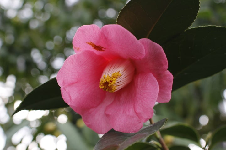 2024年の幕開けにぴったりなスペシャルイベントが充実!“久留米市ならでは”の極上の音楽を楽しめるコンサートや「新春の椿展」などを1月8日(月・祝)より順次開催 2024年の幕開けにぴったりなスペシャルイベントが充実!“久留米市ならでは”の極上の音楽を楽しめるコンサートや「新春の椿展」などを1月8日(月・祝)より順次開催