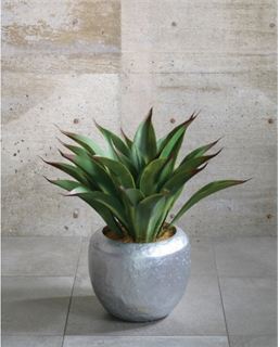 水やり、日光浴など不要で扱いやすいのに、本物と間違うほど瑞々しく