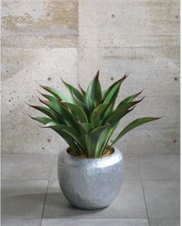 水やり、日光浴など不要で扱いやすいのに、本物と間違うほど瑞々しく 水やり、日光浴など不要で扱いやすいのに、本物と間違うほど瑞々しく