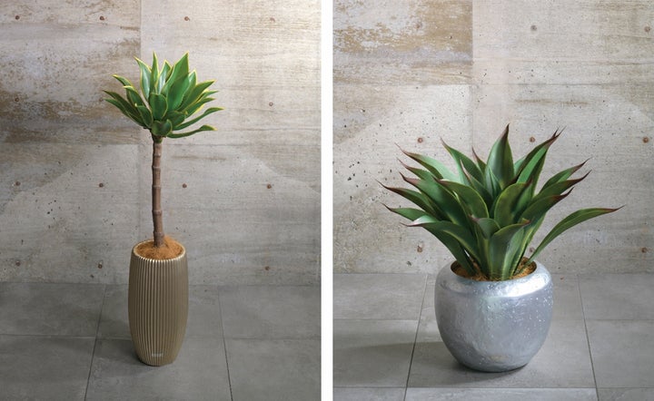 水やり、日光浴など不要で扱いやすいのに、本物と間違うほど瑞々しく 水やり、日光浴など不要で扱いやすいのに、本物と間違うほど瑞々しく