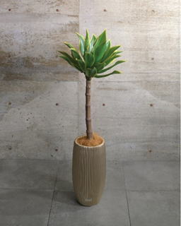 エミリオロバ 多肉植物 観葉植物 エミリオロバ 多肉植物 観葉植物 EMILIO ROBBA（エミリオ・ロバ