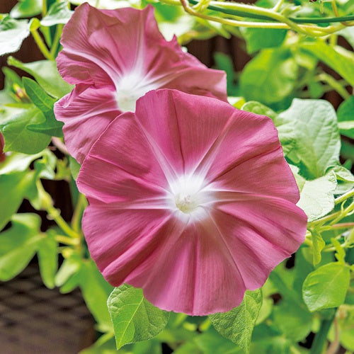 フェリシモ しあわせを贈る母の日花 ギフト の最注目アイテム 桜 の鉢植えが再販 シャクヤク 藤 や 盆栽 や 苔玉 なども販売中 株式会社フェリシモのプレスリリース フェリシモ しあわせを贈る母の日花 ギフト の最注目アイテム 桜 の鉢植えが再販 シャクヤク 藤 や 盆栽 や 苔玉 なども販売中 株式会社フェリシモのプレスリリース