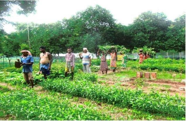 ​苗床から苗木を運んでいる様子