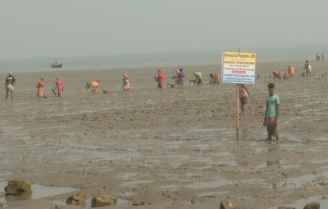 サガ―島沿岸部でのマングローブ植樹