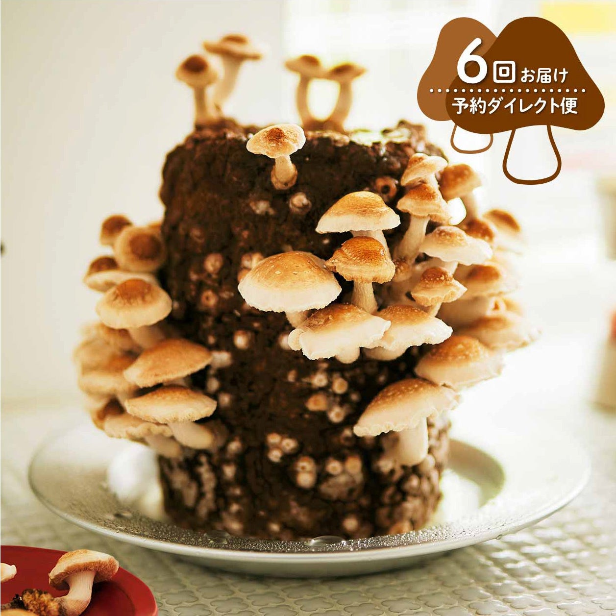 ニョキニョキと育つきのこも、かわいく観察して楽しめます