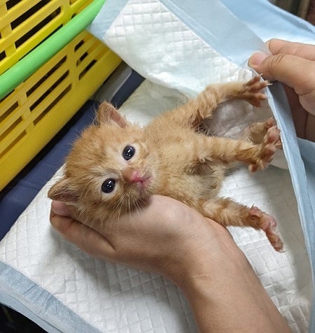 画像は支援先のひとつ「NPO法人犬と猫のためのライフボート」さまの活動レポート（2021年度）より