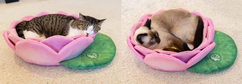 蓮の花　猫　５個セット 蓮の花猫5個セット