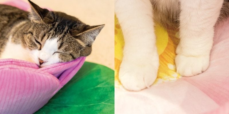 未使用【フェリシモ】蓮の花クッション　ペットベッド 尊い猫さまを拝もう！猫用ベッド「蓮の花にゃんこクッション」が