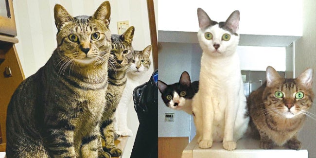 ※企画参考写真：（左）あめ、なつ、しま　（右）クレ、ルナ、ライ