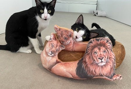 モデル猫:体重6㎏