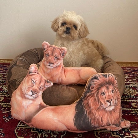 モデル犬:体重2.5㎏