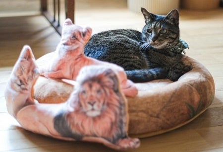 モデル猫:体重5㎏