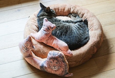 モデル猫：体重5㎏