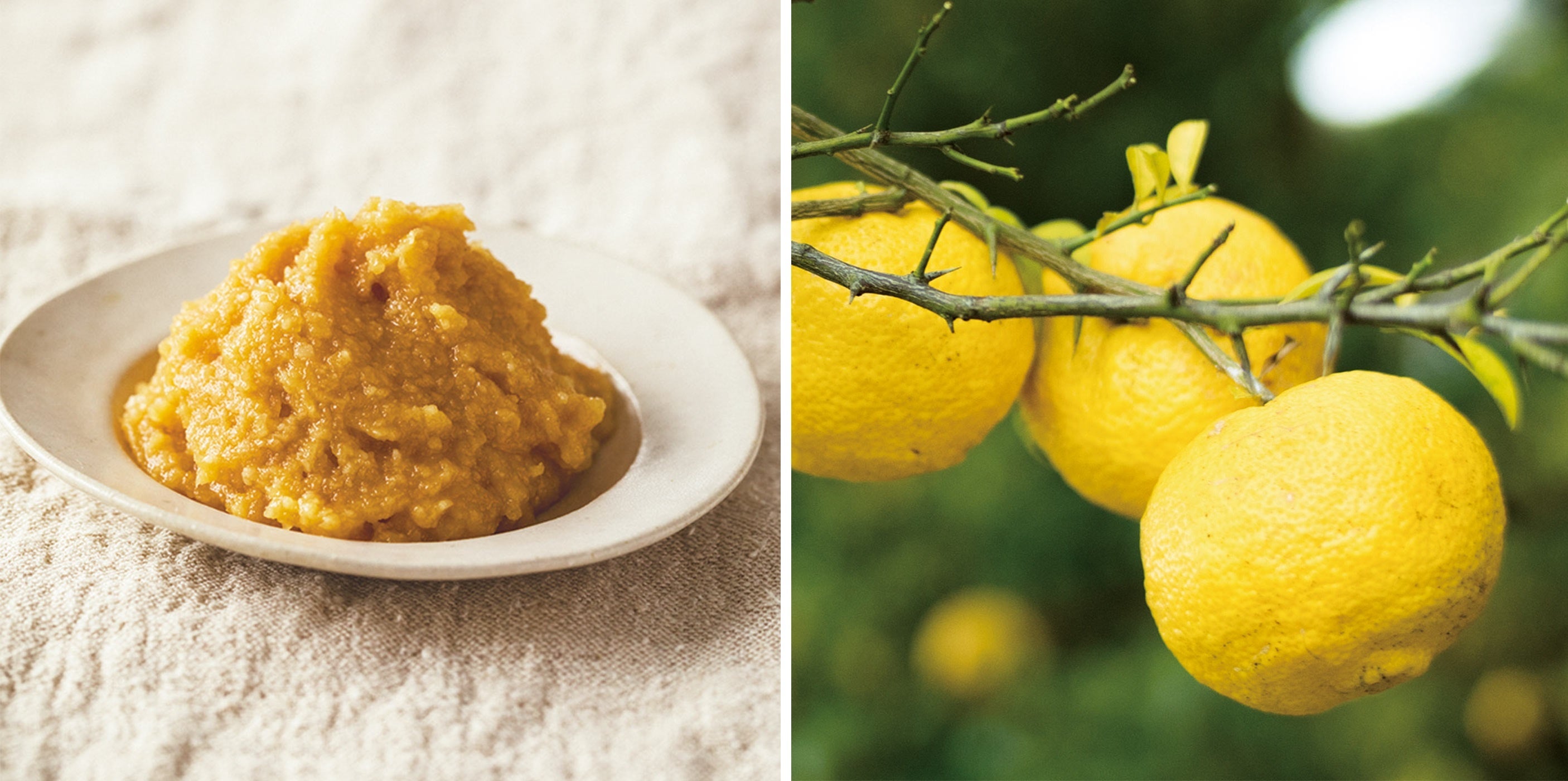 （「おから再活研究所さんと作った おからみそキット」「里山からの贈りもの 実生（みしょう）ゆず」）