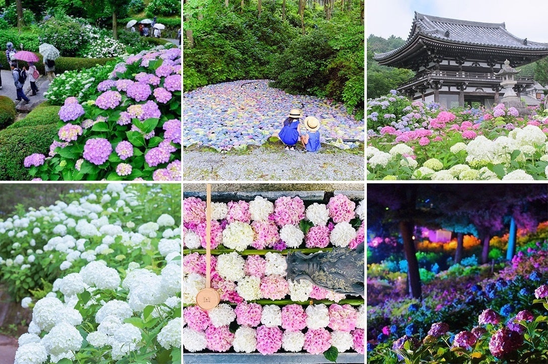 紫陽花傘フォトコン」が楽しめる「紫陽花の傘」が無料で借り