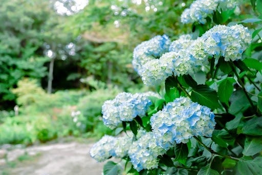 画像　ROKKO森の音ミュージアム