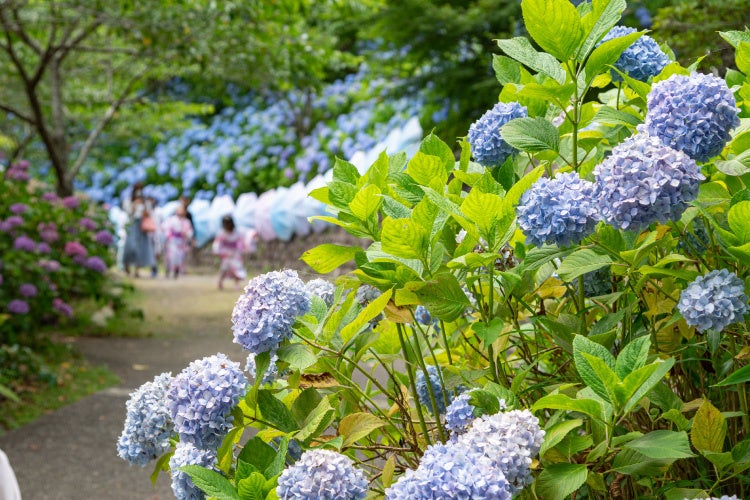 画像提供:法多山 尊永寺