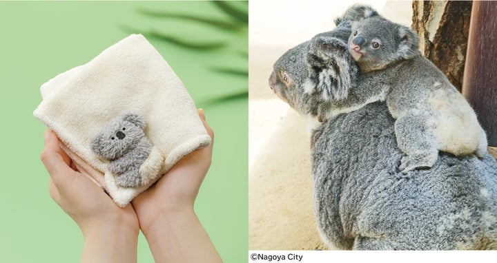 名古屋市・東山動植物園監修】まるでオムツ?赤ちゃんコアラの“期間 名古屋市・東山動植物園監修】まるでオムツ?赤ちゃんコアラの“期間