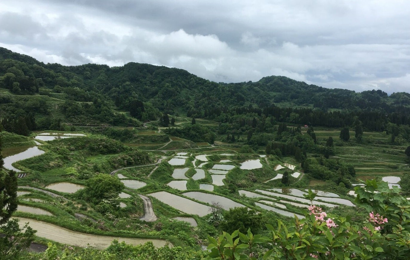 ▲星峠の棚田（新潟県十日町市、2023年５月撮影）