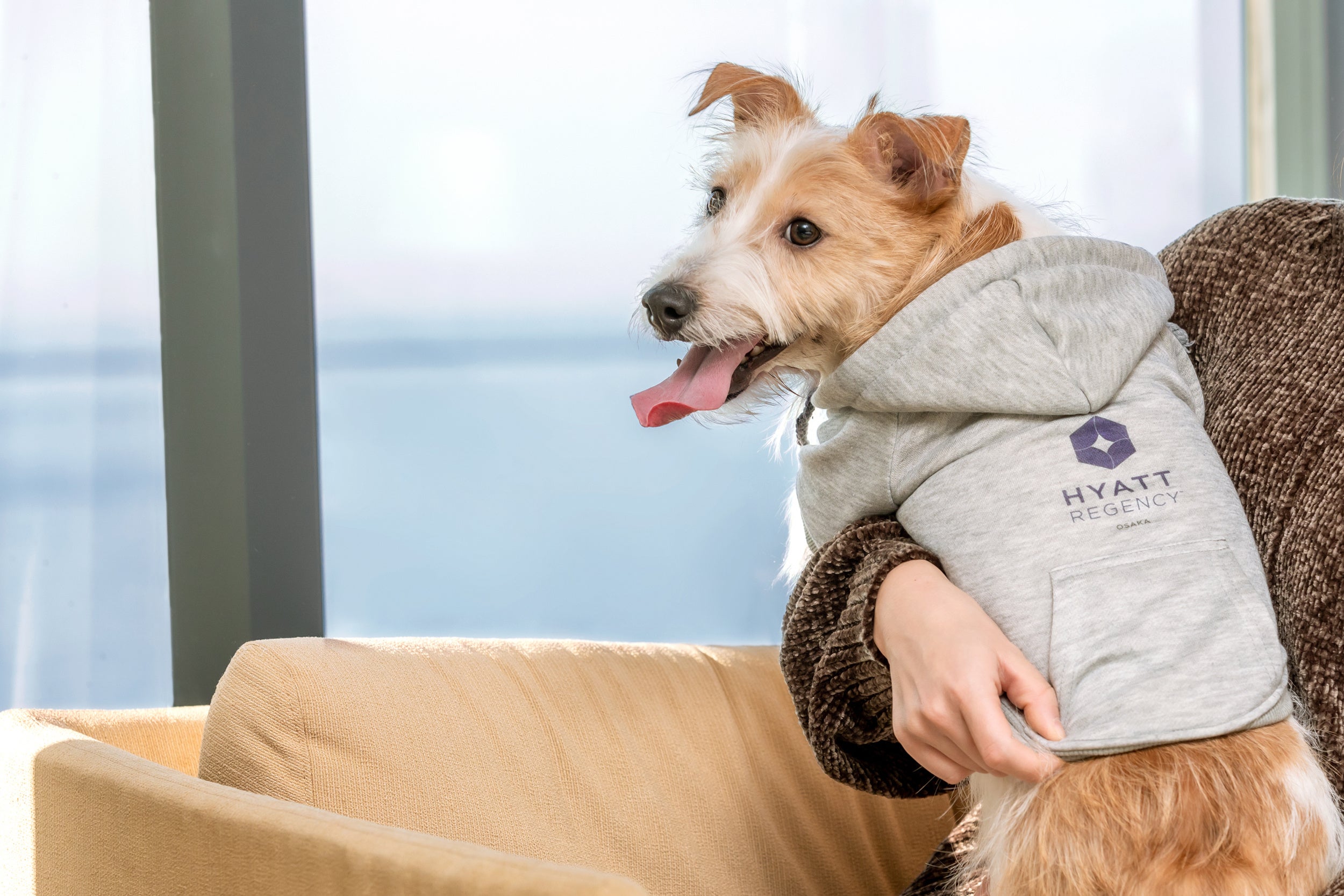 愛犬用ルームウエア