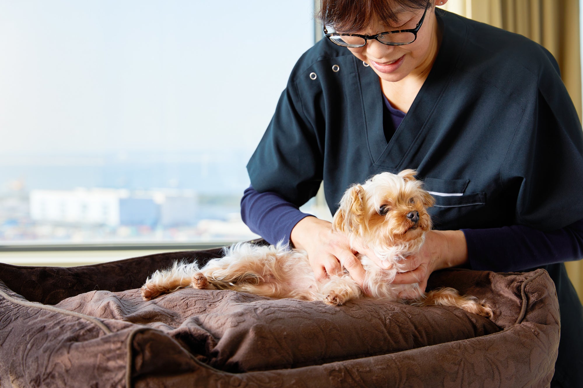 大切なワンちゃんへのご褒美時間に「ドッグマッサージ」