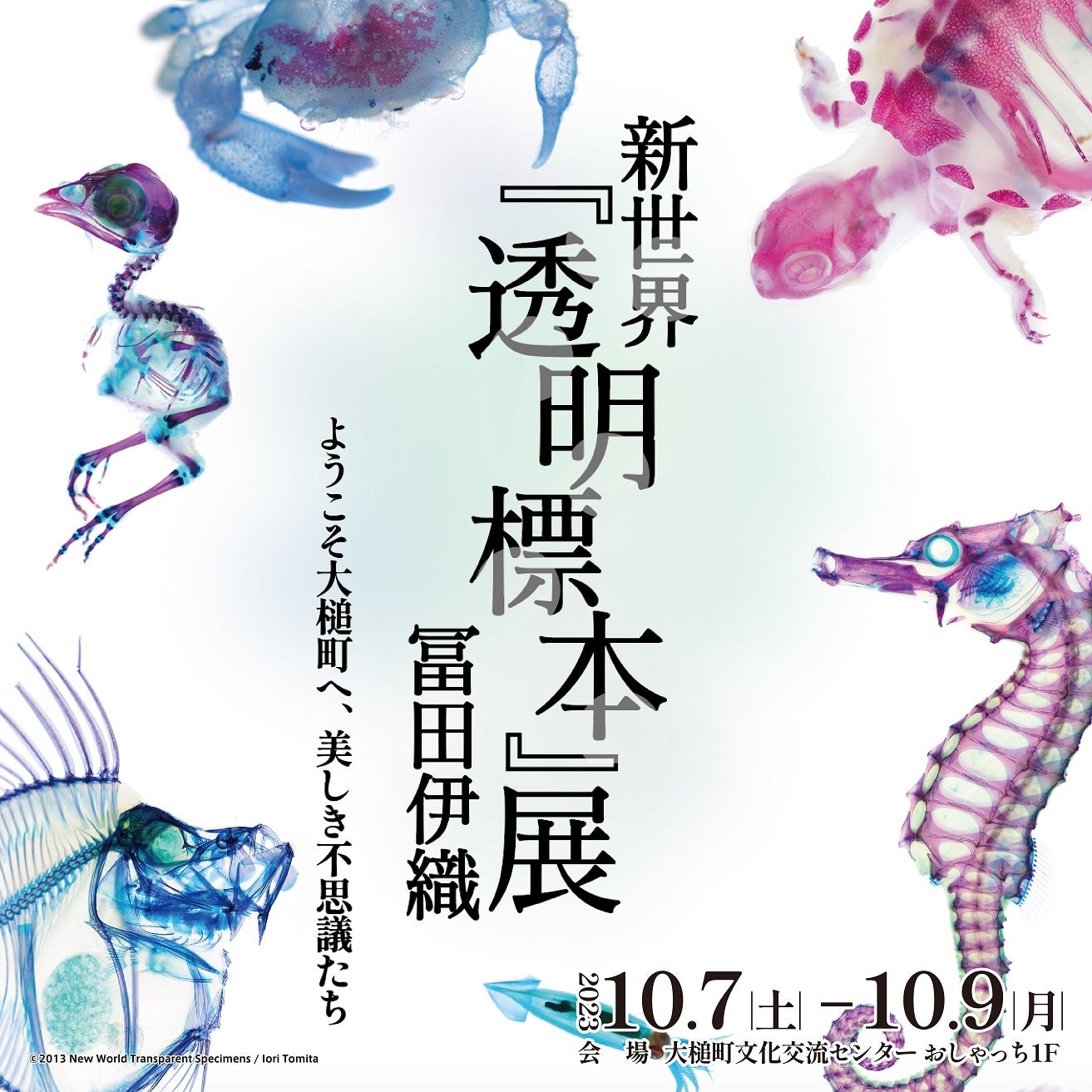 岩手初】特別展 冨田伊織 新世界『透明標本』展 10/7(土)より
