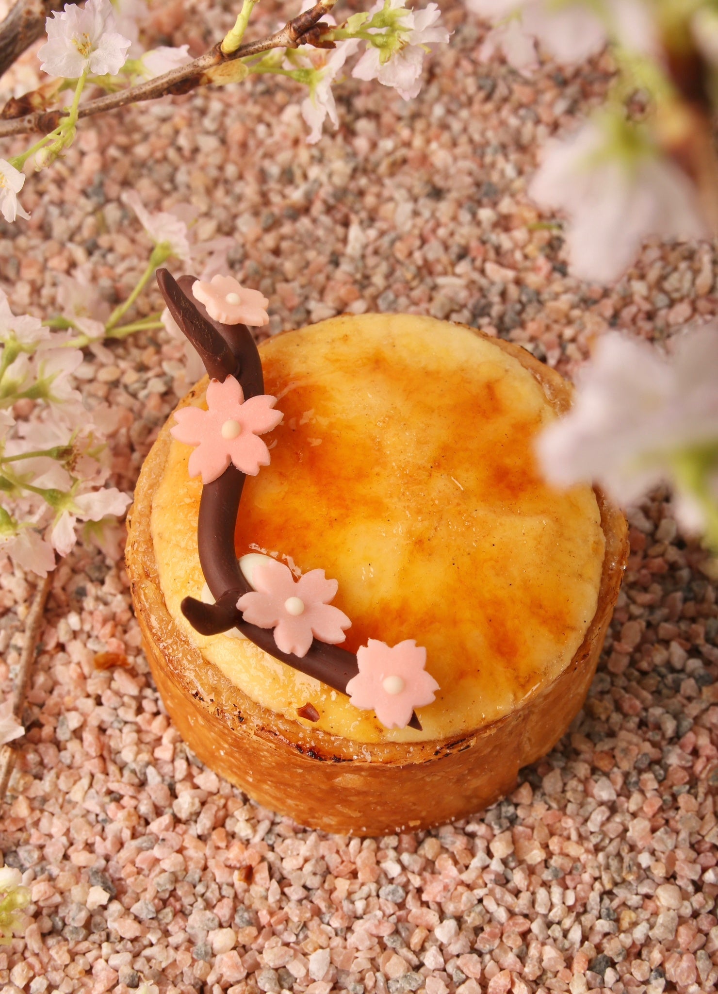 SAKURAサンシャイン