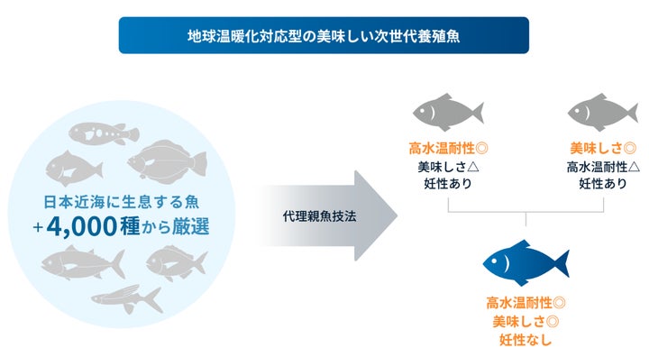 さかなドリーム、NEDOのDTSU事業に採択!日本近海の幻の魚を高温耐性で養殖 さかなドリーム、NEDOのDTSU事業に採択!日本近海の幻の魚を高温耐性で養殖