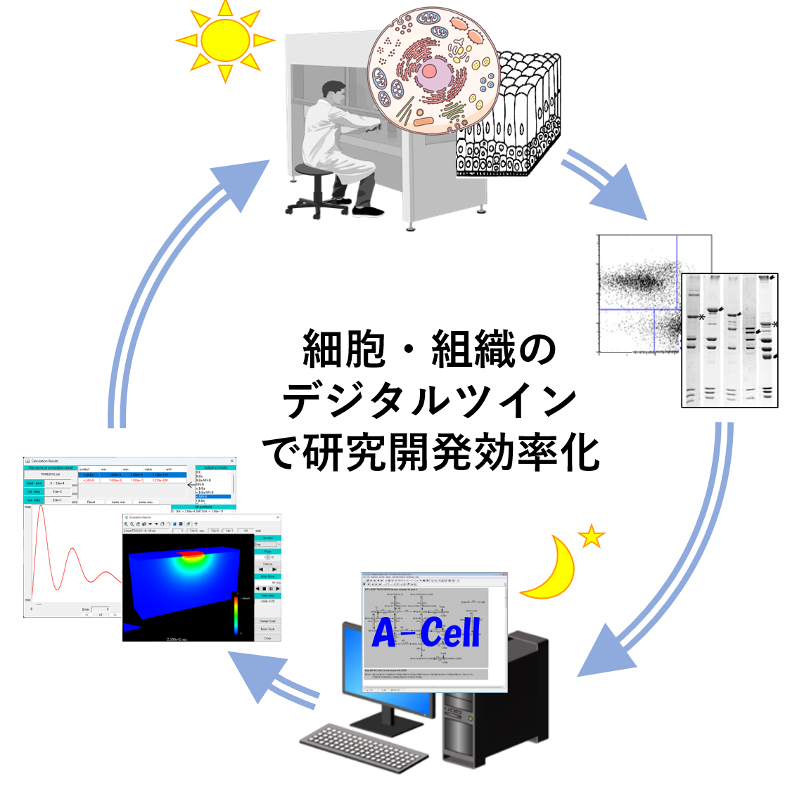 細胞・組織デジタルツイン