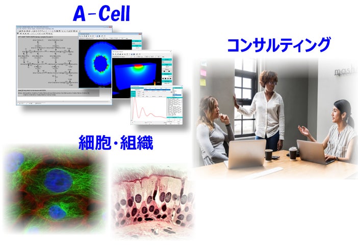 実細胞のデジタルツインをコンピュータの中につくります。 | 株式会社 True Cell Simulationsのプレスリリース