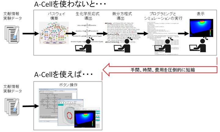 実細胞のデジタルツインをコンピュータの中につくります。 | 株式会社 True Cell Simulationsのプレスリリース