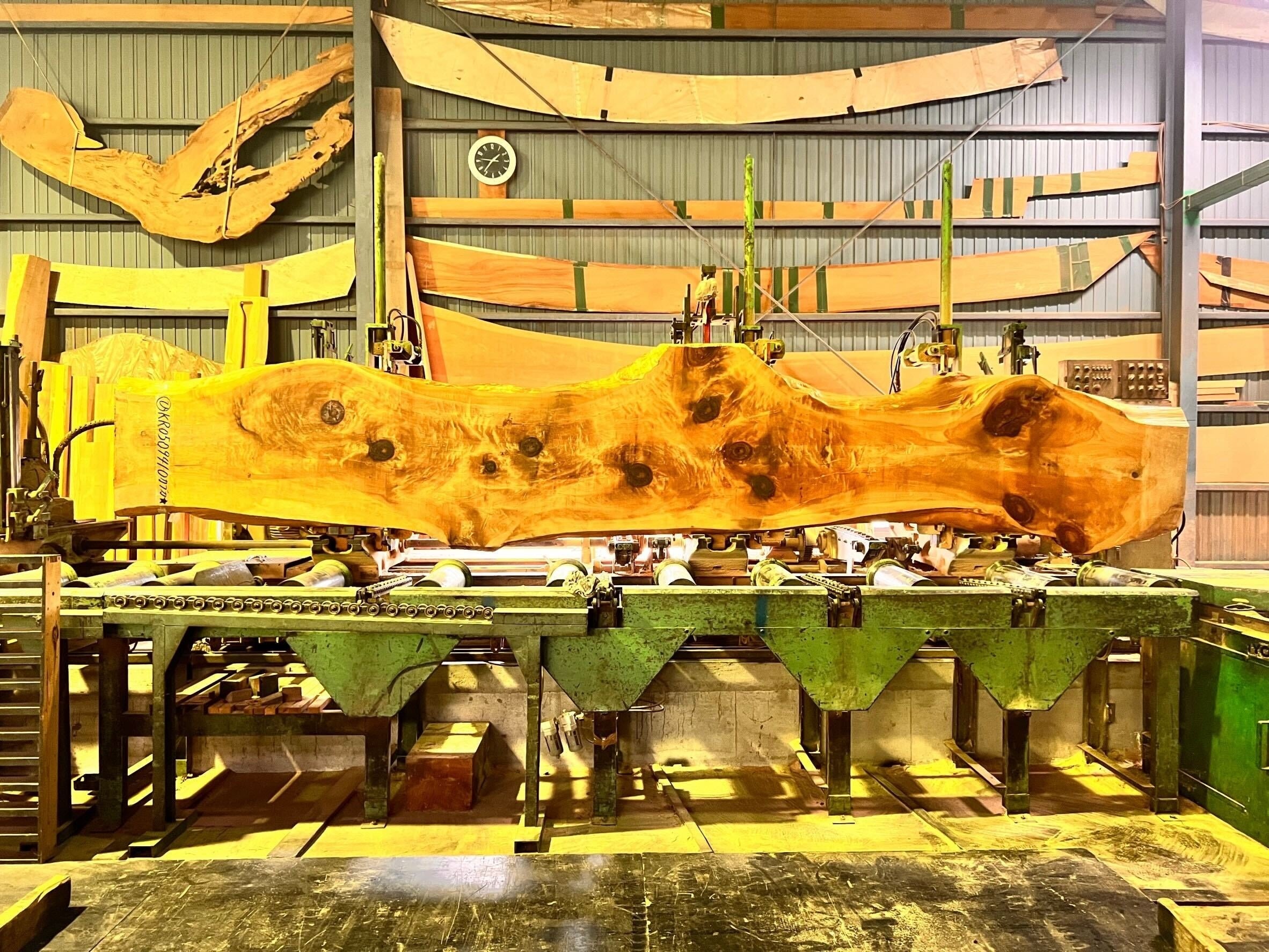 飛田が一目ぼれした伊勢檜。長い年月をかけて現れた木目は美しく、生き節は力強く生命力に溢れている。