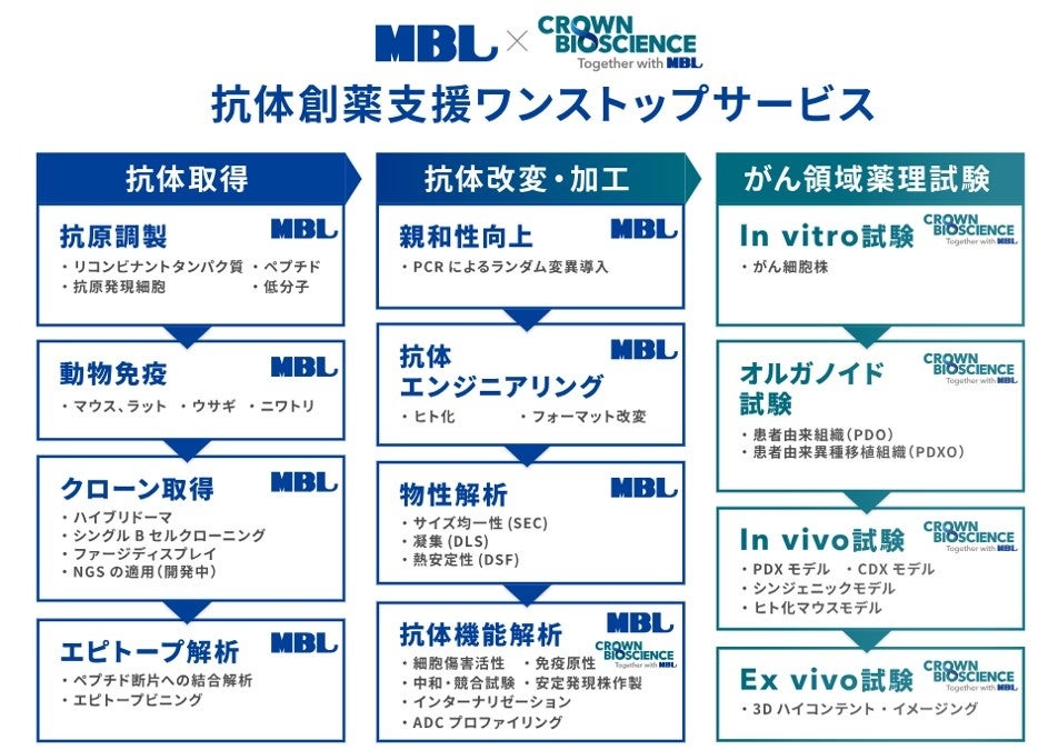 イメージ：MBLとCB&Mのソリューションを組み合わせた一気通貫の抗体創薬支援