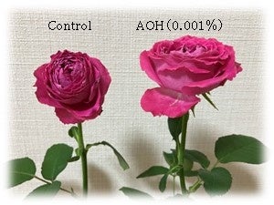 図２．バラの切り花に対するAOHの効果（1週間後）