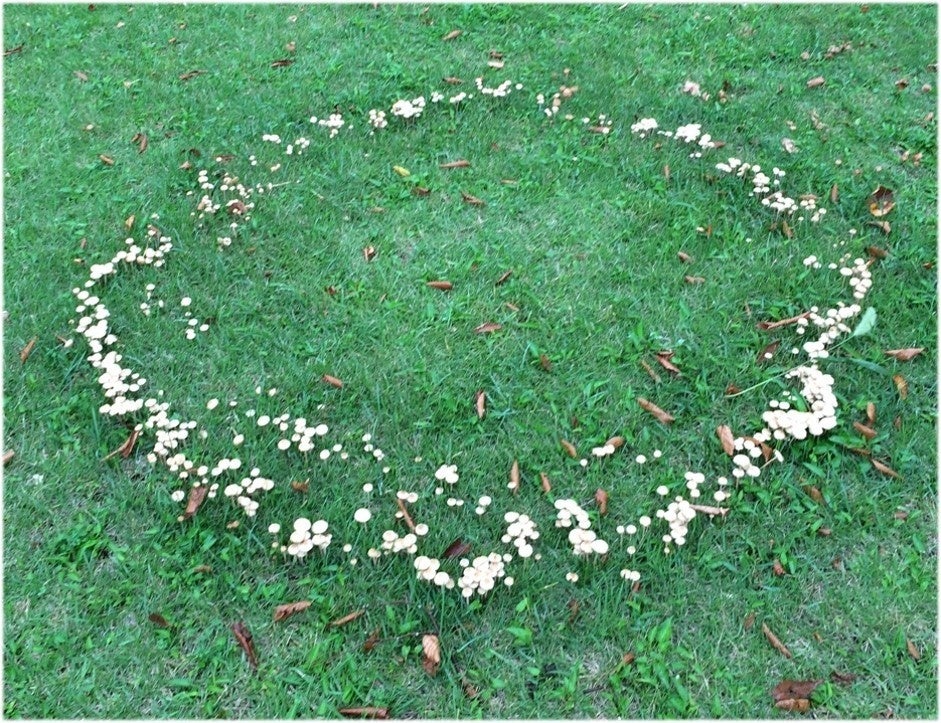 図1.フェアリーリング