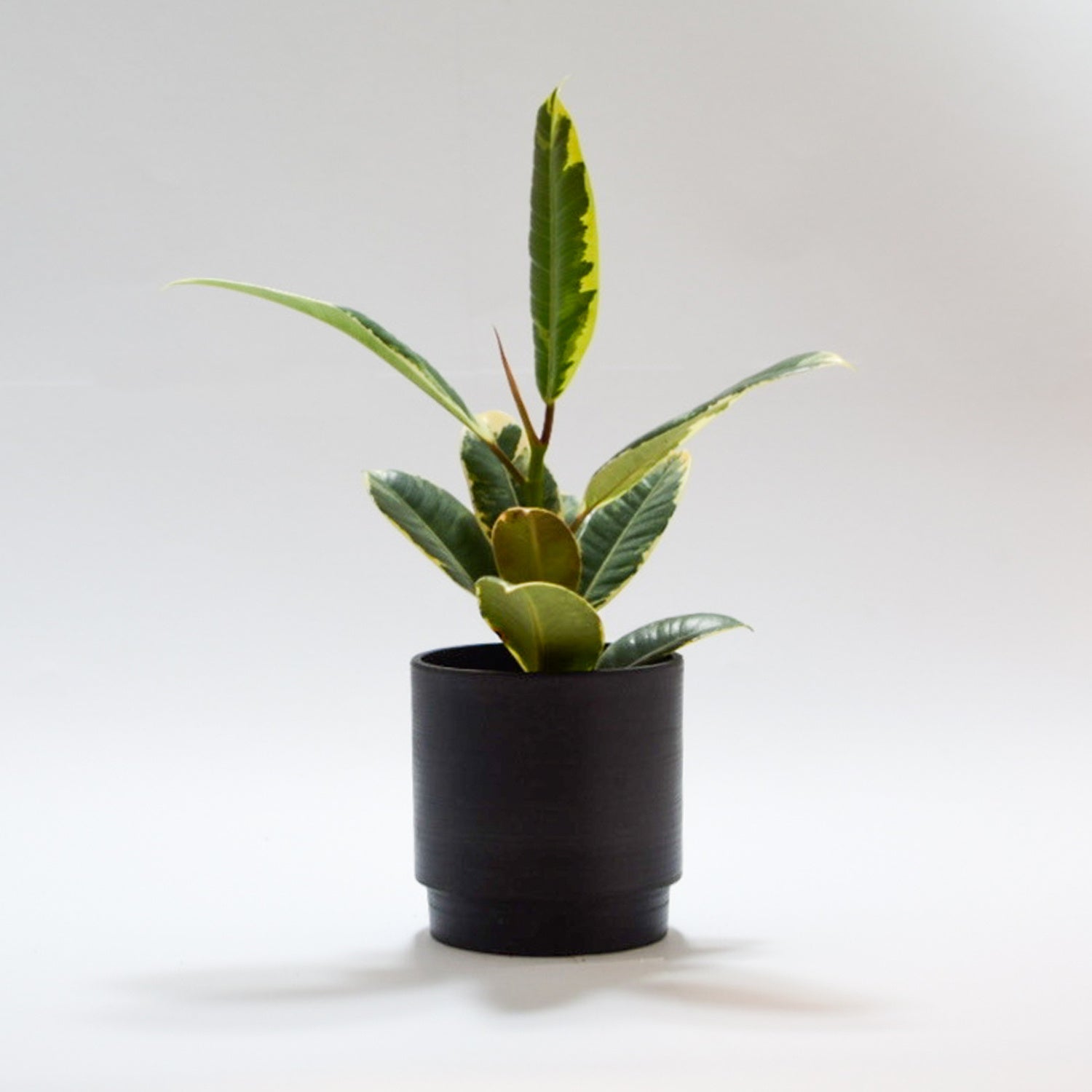 フィカス・ティネケ(S) ¥3,300 （税込み）