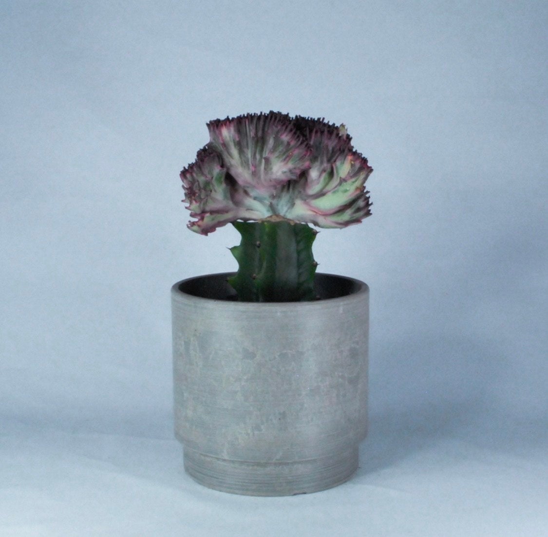 ユーフォルビア・クリスタータ・大明神赤(M) ¥6,200（税込み）