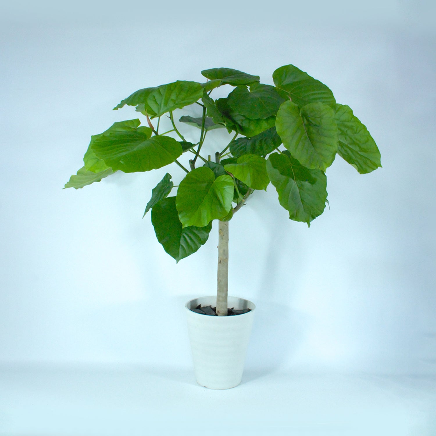 ウンベラータ(L) ¥15,800（税込み）