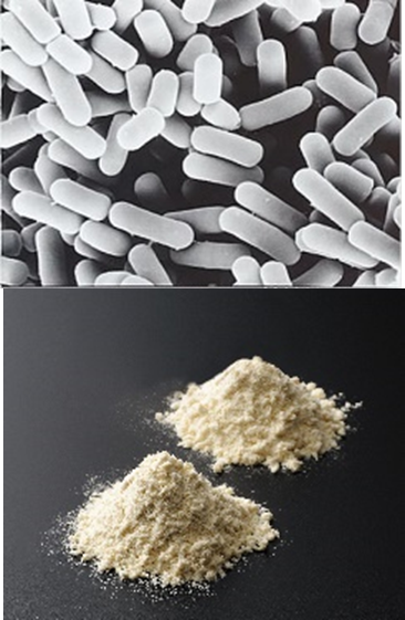 お米由来の乳酸菌