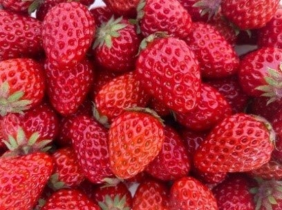 「海老名いちご」