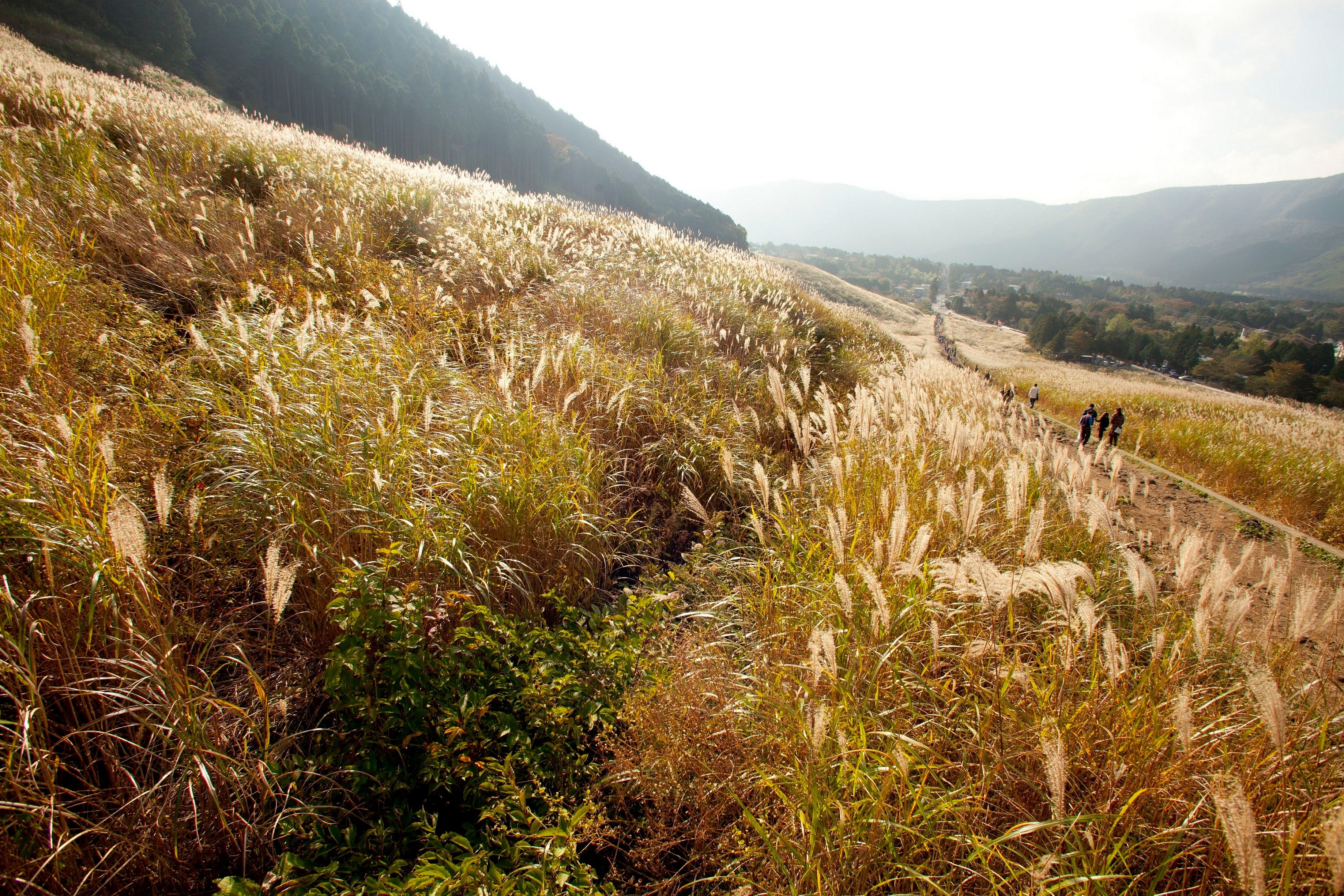 仙石原すすき草原