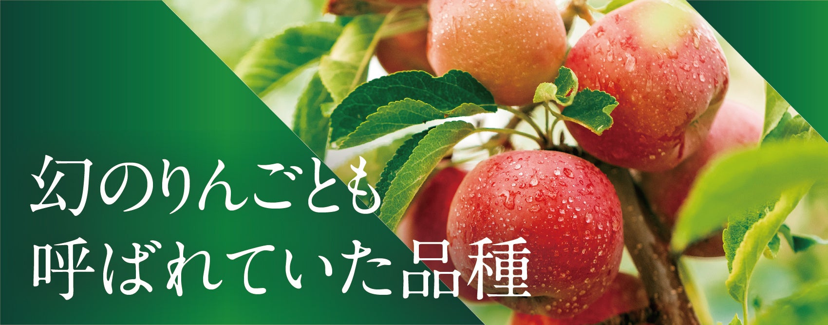 知る人ぞ知る希少品種として再注目！青森県産『こうとくりんご』を数量