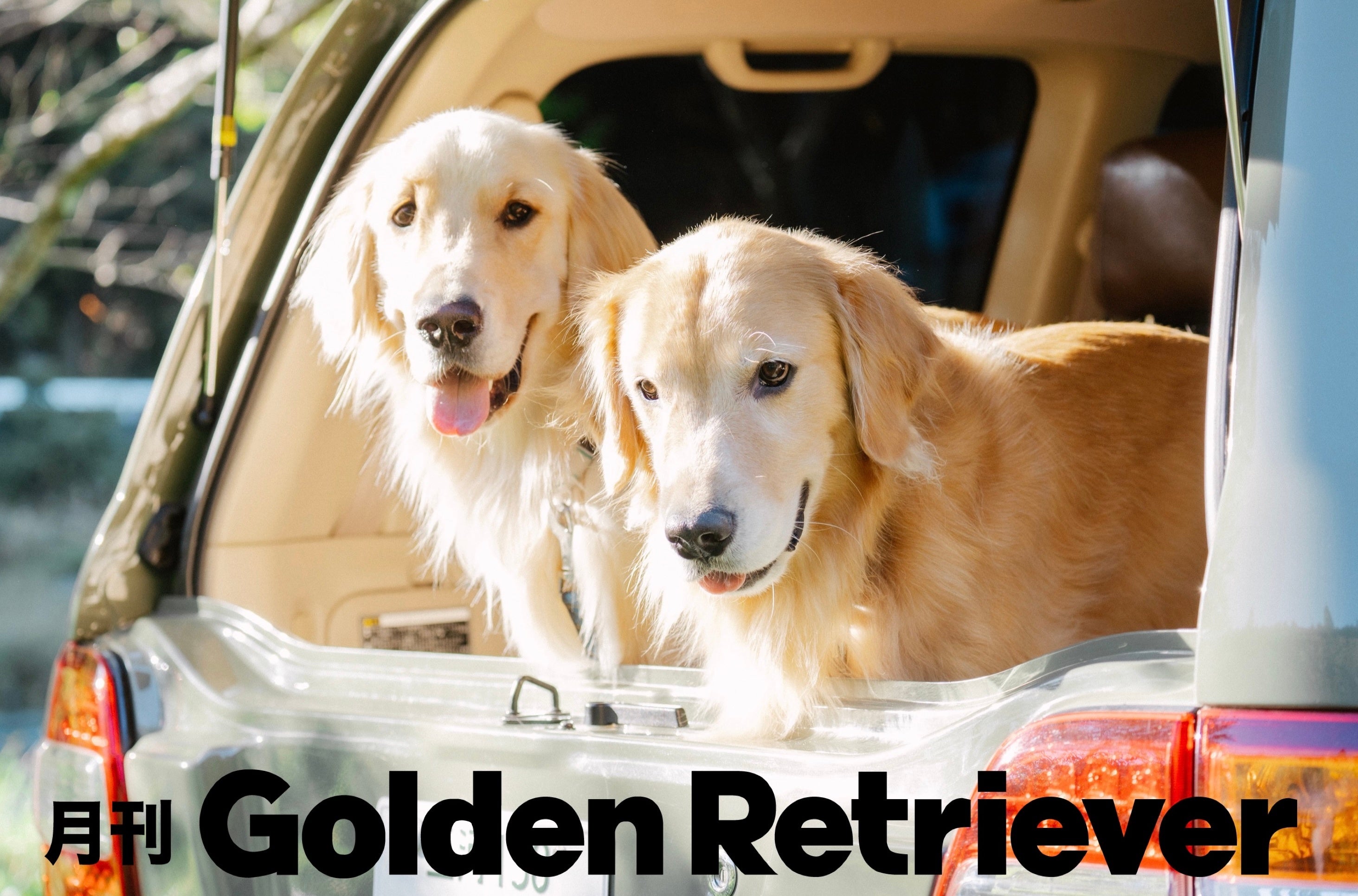 ゴールデンレトリバーの”可愛い”を詰め込んだ新雑誌「月刊ゴールデン