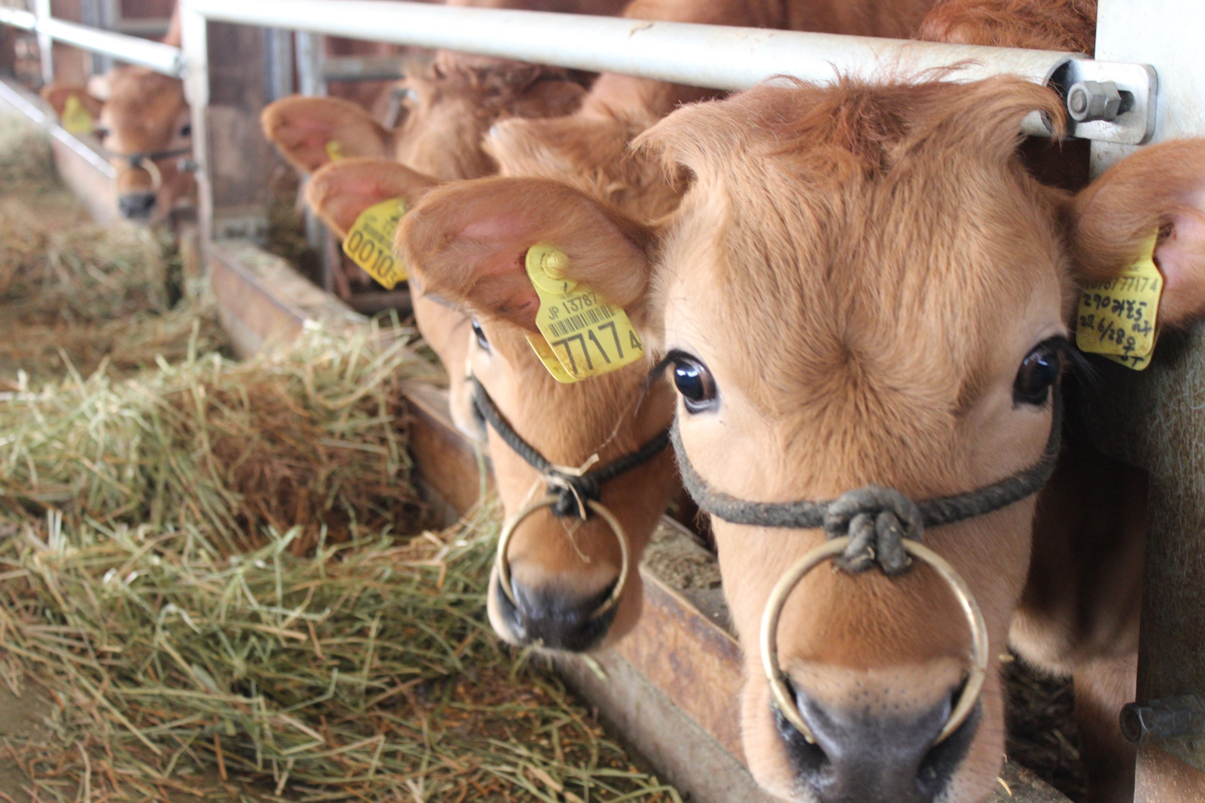 希少価値が高い、土佐あかうし