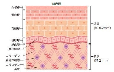 図5.肌内部の組織図　※イメージ図