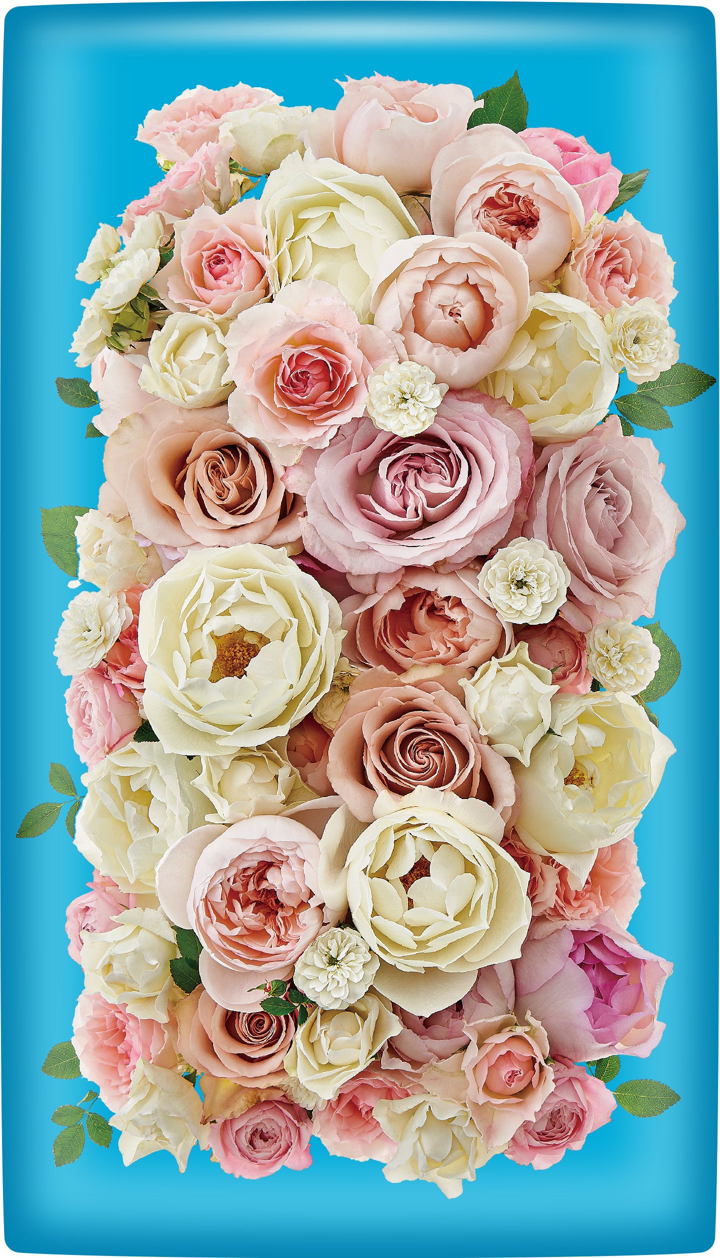 パッケージ裏面