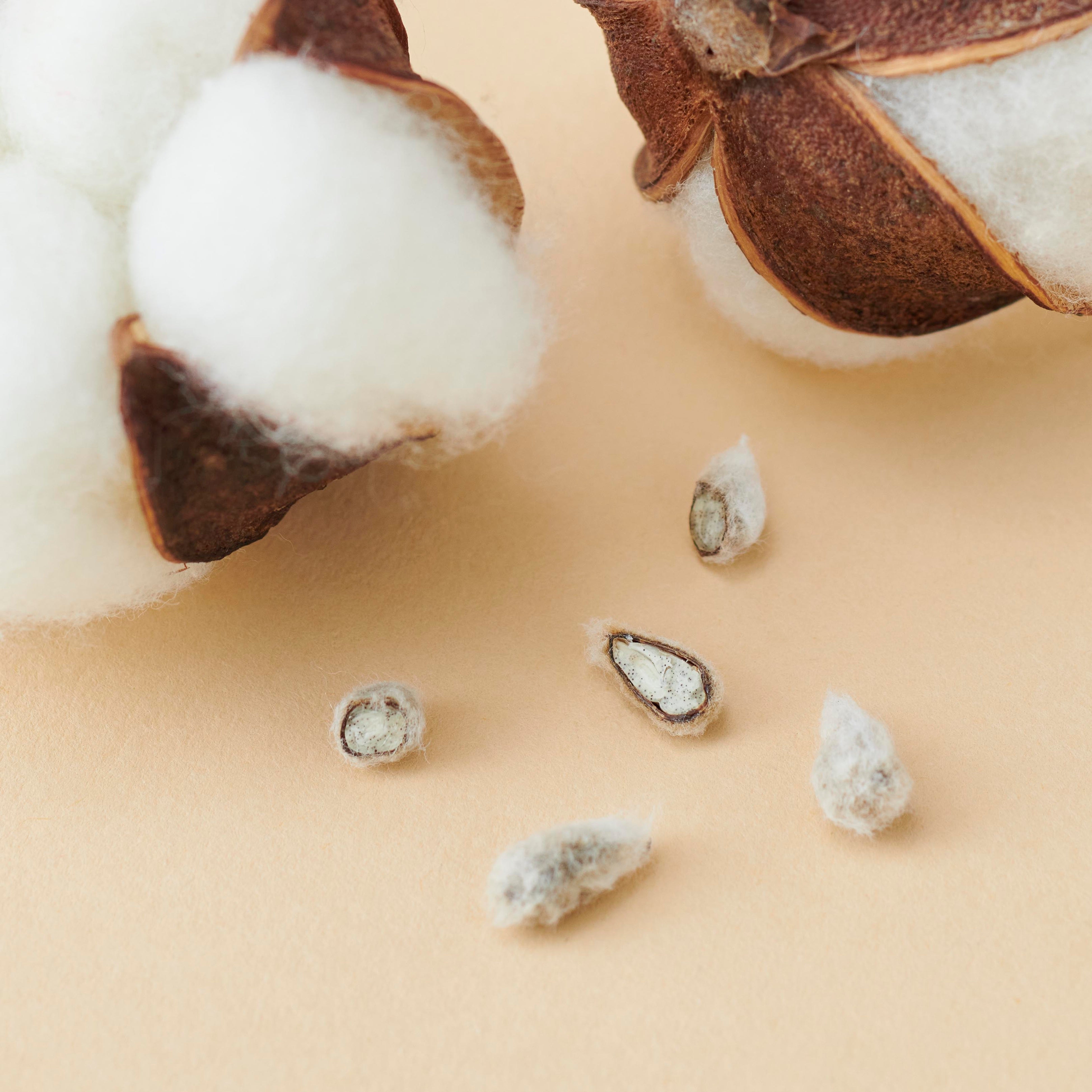 コットンリンター