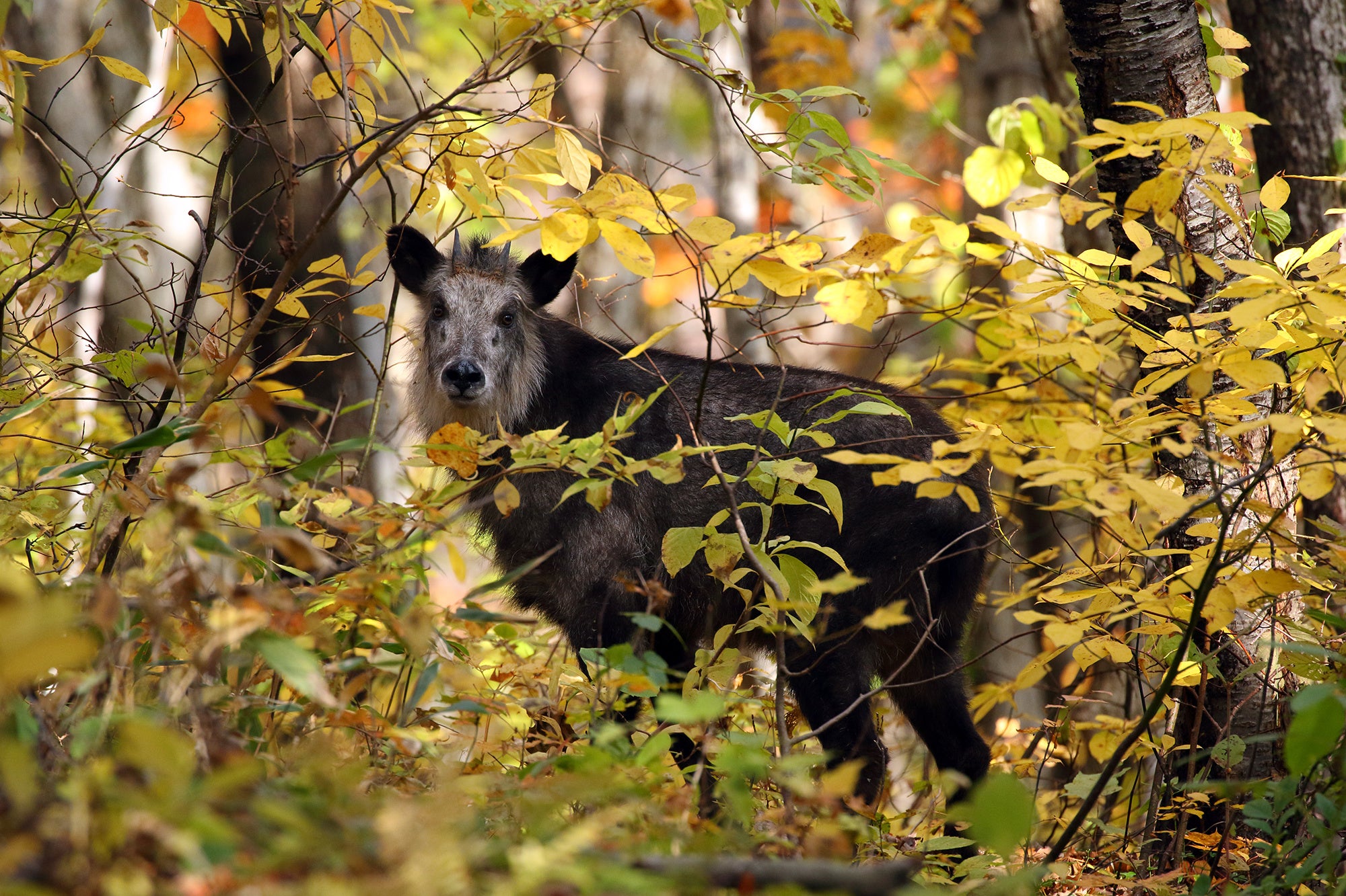 ニホンカモシカ（撮影地／日本）©Takayuki Maekawa
