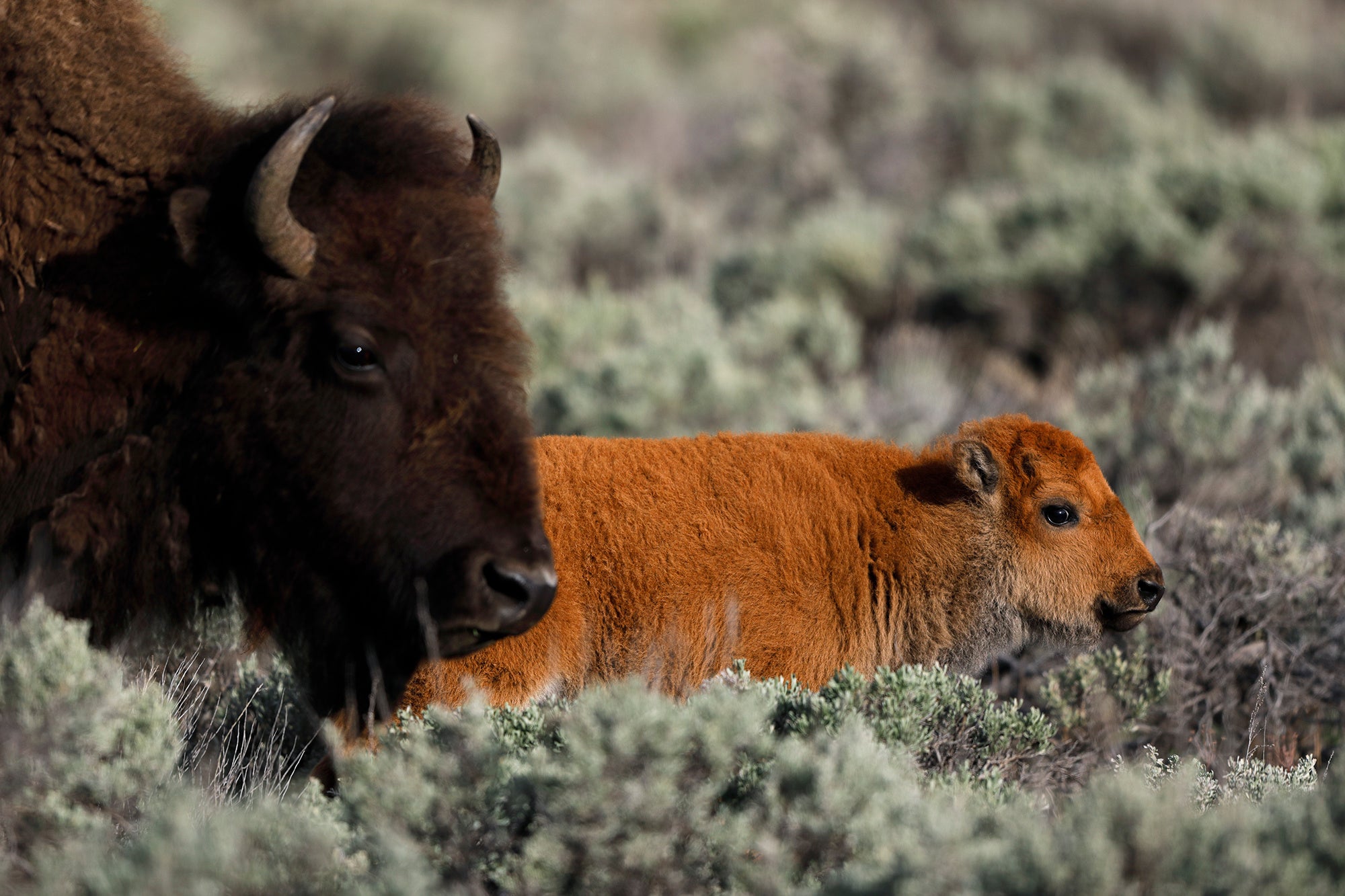 アメリカバイソン（撮影地／アメリカ）©Takayuki Maekawa
