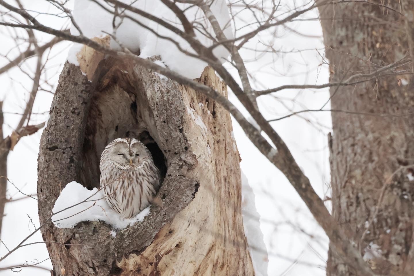 阿部未悠選手が撮影した梟 ©阿部未悠